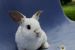 Krásni zakrslí králičkovia s Vp - barančekovia obrázok 2