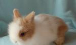 Predám originál teddy králiky malého vzrastu – fotka 2